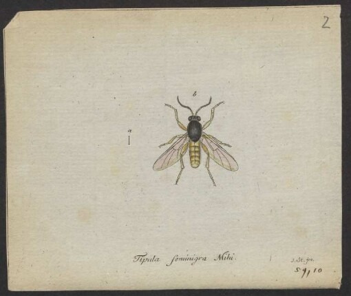 Tipula. Chironomus. Hirtea. Sciara. Bibio. Leptis. Sicus.