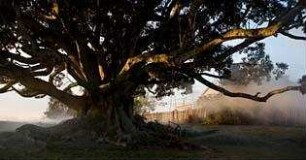 The Tree