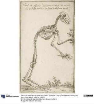 Skelett eines Kaninchens, aus: (Gli Scheletri)