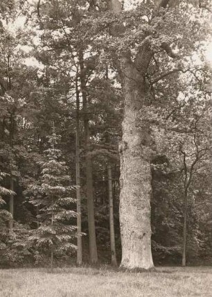 Graupzig. Alte Eiche (Quercus) im Park des Rittergutes