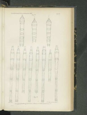 Tafel IX. Fig. 16. - Fig. 17.
