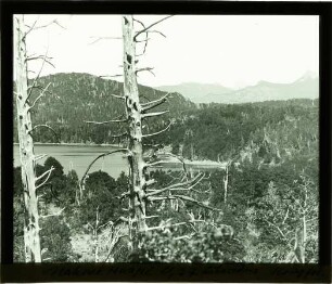 Koniferen am See