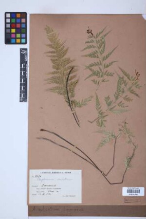 Asplenium sulcatum Lam.