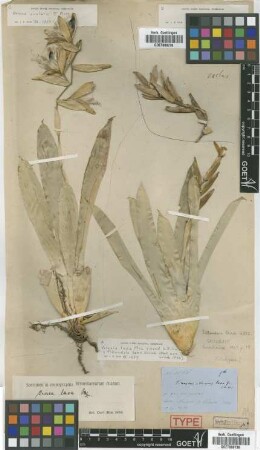 Tillandsia laxa Griseb. [holotype]