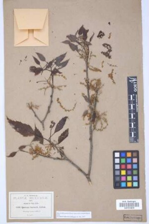 Quercus sartorii Liebm.