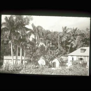 Reisefotos. Haus und Hütten unter Palmen (wahrscheinlich auf Haiti)
