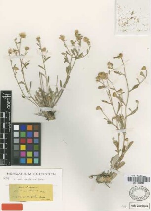 Inula multicaulis Boiss. [type]