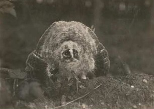 Europa. Waldohreule (Asio otus), Jungvogel in Abwehrstellung