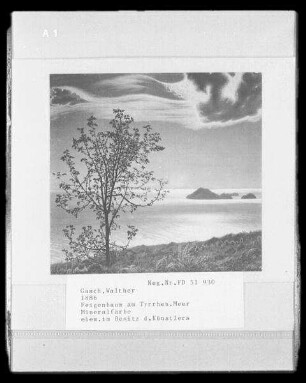 Feigenbaum am Tyrrhenischen Meer