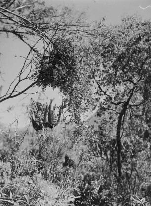 Mistel : Mistel an einem Baum