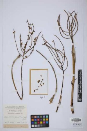 Chamaedorea sp.