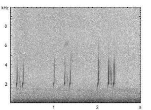 Wachtel | Coturnix coturnix - Gesang