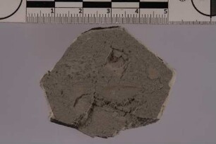 Termite (Isoptera)