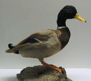 Stockente (männljch)