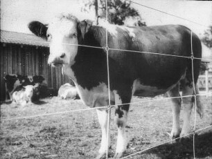 Fotografie: Weidehaltung, Weidepflege