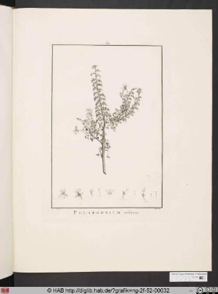 PELARGONIUM crispum [Storchenschnabelgewächs].