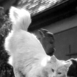 Tiere. Weiße Katze