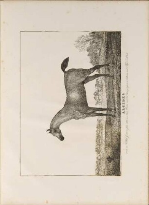 Illustration: Alcides. wurde im Fr. Wilh. Gestüt, im Jahre 1812, ...