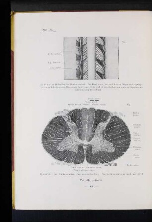 Medulla spinalis.