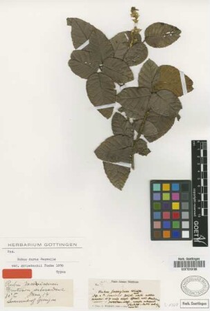 Rubus durus C.Wright var. grisebachii Focke[type]