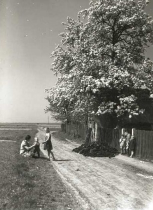Breunsdorf. Feldweg am Ortrand mit Kindern und blühendem Birnbaum