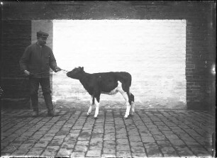 Oldenburger Wesermarsch Rind, weiblich