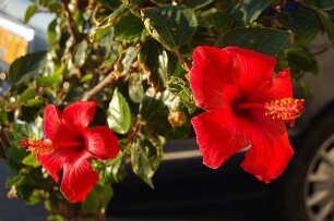Insel Rhodos - Hibiskusblüten : Hibiskusblüten, aufgenommen 2006 auf Rhodos