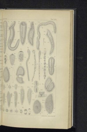 Taf. LXV