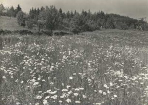 Magerwiesen-Margeriten (Leucanthemum vulgare), auch Wiesen-Wucherblume am Geisingberg