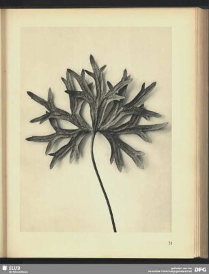 Acontium anthora