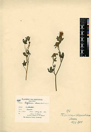 Leguminosae Trifolium alexandrinum Linné, Carl von (1707 - 1778) [HaKirya, Sarona, HaQirya, HaKirya, Ha-Qirya]