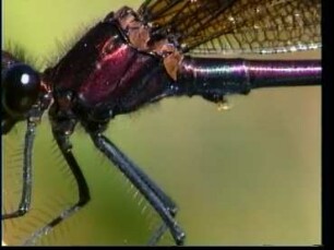Lebenszyklus von Calopteryx haemorrhoidalis