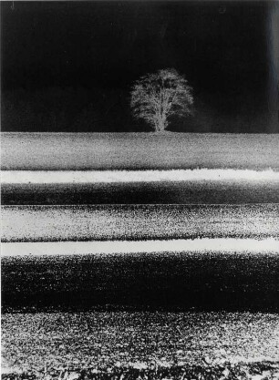 Baum auf einem Feld als Negativdruck, experimentell