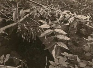 Esche (Fraxinus excelsior). Zweig mit Früchten und Frostspannerschaden