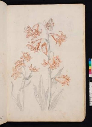 Gefüllte Hyazinthe und ein Stengel Tazetten nach Maria Sibylla Merian, Blumenbuch, Faszikel I, Taf. 2