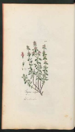 235. Thymus vulgaris