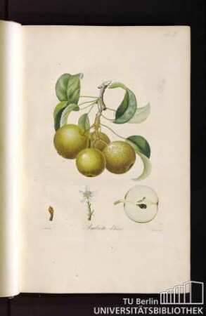 Pl. 2. Ambrette d'hiver.