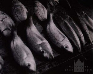 Fische, zum Trocknen ausgelegt(?)