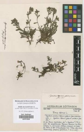 Erinus alpinus L.
