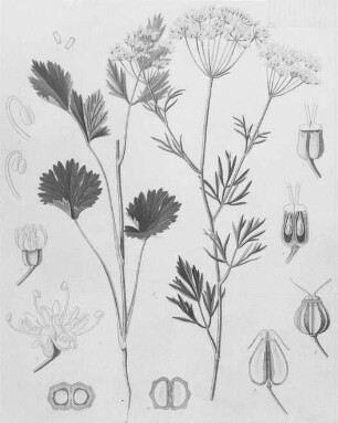 Anis (Pimpinella Anisum), farbig : Geographie | Wirtschaftsgeographie | Zucker-, Gewürz- und Getränke liefernde Pflanzen | Gewürzplanzen (Muskatnuß, Zimt, Vanille)