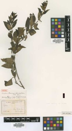 Cuphea warmingii Koehne var. denudata Koehne[isotype]