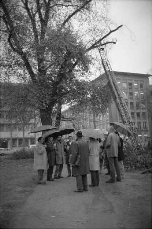 Operative Behandlung kranker Bäume am Friedrichsplatz und am Kaiserplatz