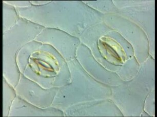 Spaltöffnungen und Regulation der Photosyntheseaktivität