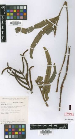 Blechnum squamatum M.Kessler & A.R.Sm. [isotype]