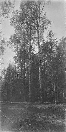 Im Wald : Blick in einen Mischwald des Białowieża-Nationalparks mit Birken.