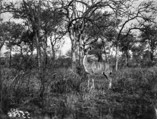 Kudu-Weibchen : Nahaufnahme eines Kudu-Weibchen (Strepsiceros) im Krüger-Nationalpark.