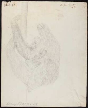 Bradypus Tridaktylus