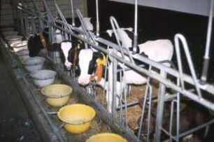 Fotografie: Tierproduktionsverfahren, Kalb, Fütterungstechnik, Fressbereich, Fressgitter