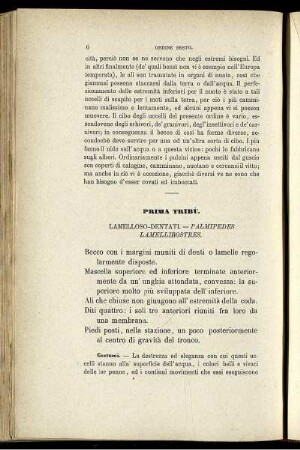 Prima Tribù. Lamelloso-Dentati. - Palmipedes Lamellirostres.
