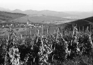 Batzenberg: Blick von der Batzenbergstraße auf Pfaffenweiler
